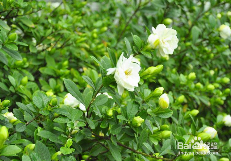 栀子花养殖方法和注意事项