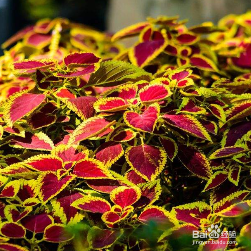 发现家里培育的彩叶草叶子发黄怎么办?