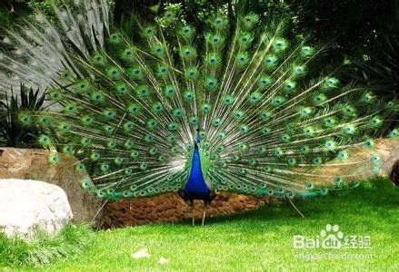 孔雀如何分辨雄雌 百度经验
