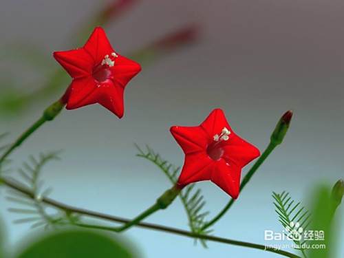 在北方怎么养殖茑萝 百度经验 在北方怎么养殖茑萝 百度经验