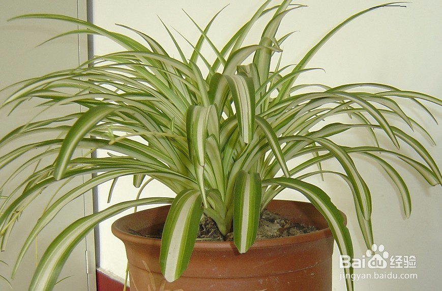 家里放哪些花会让家人更长寿