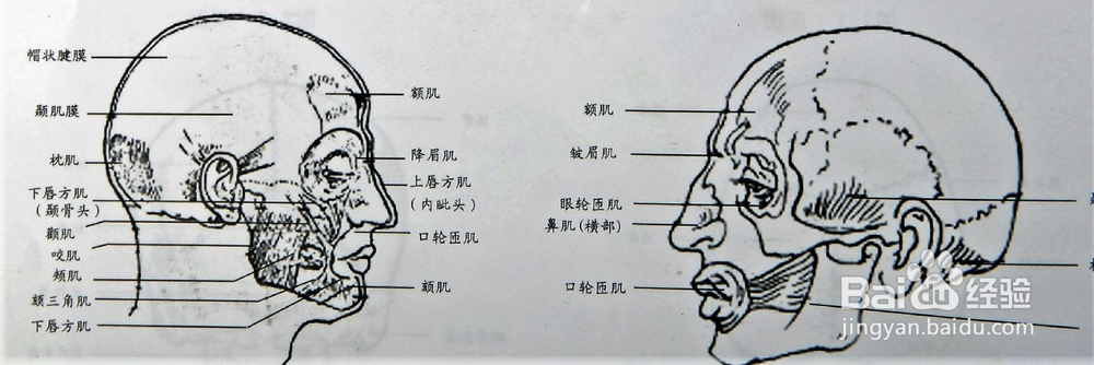 脸部的骨骼肌肉结构及面部审美