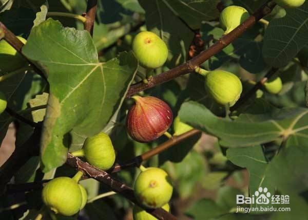 如何修建无花果树