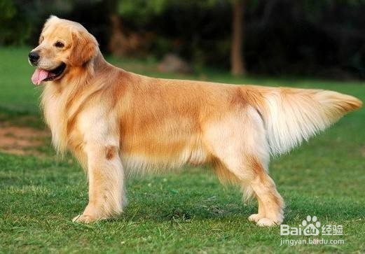 狗狗智商排行榜