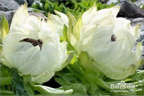 雪莲花的作用有哪些