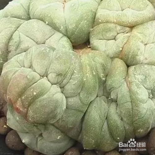 鸟羽玉的培育方法和注意事项