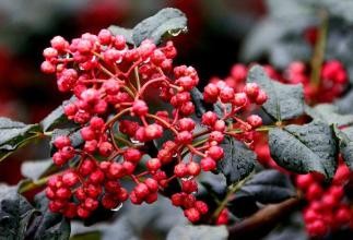 分享治疗牙龈肿痛的方法