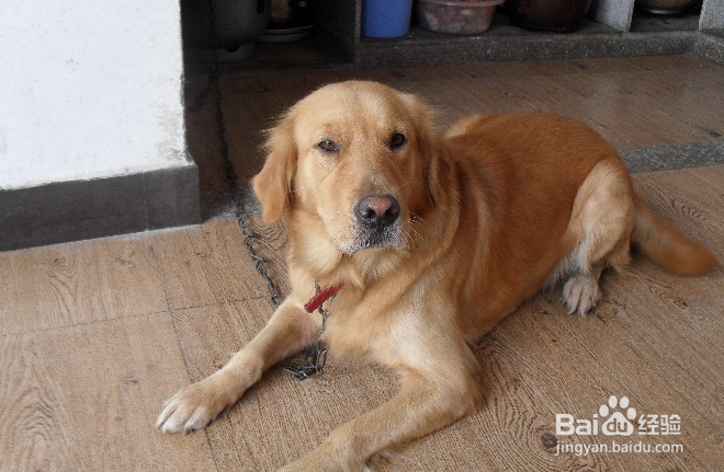 成年金毛的正确饲养方法