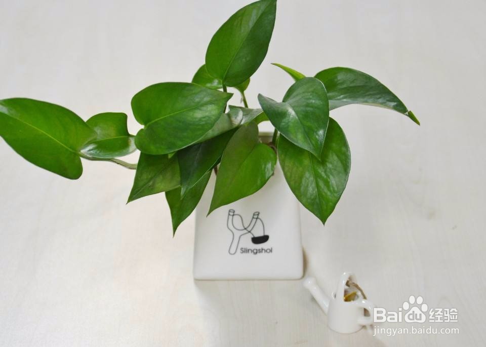 如何更好的种植绿萝？