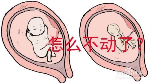 孕中期23周胎动明显少了怎么办 百度经验