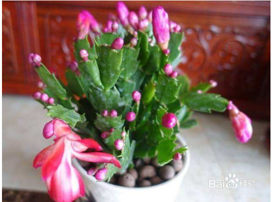 蟹爪兰开完花怎么养护