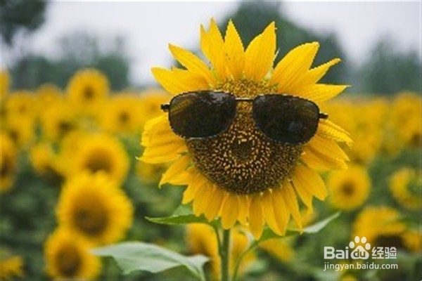 养殖盆栽向日葵的注意事项？