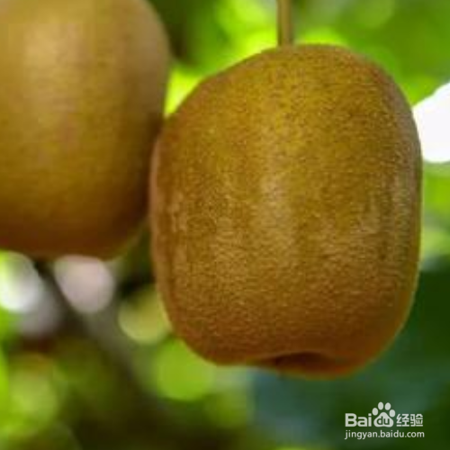 怎样使猕猴桃快速变软成熟