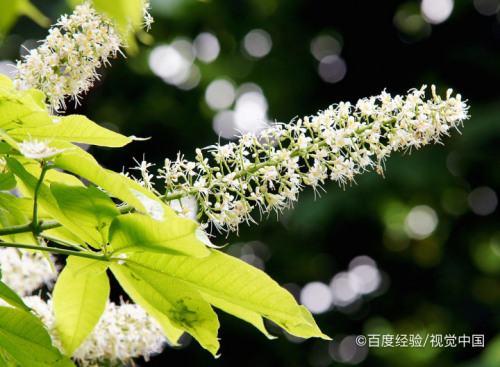 七叶树果实怎么吃