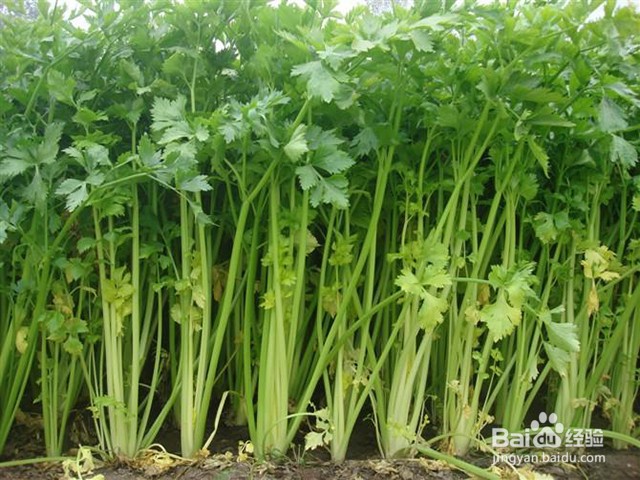 西芹的增产管理和施肥要点有什么？怎样施肥？