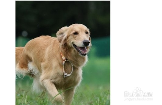 新手教程:训练金毛捡回东西