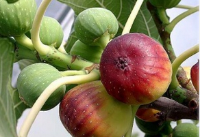 日常生活中该怎么治疗咽炎