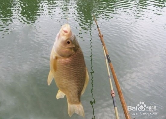 秋天怎么钓鲫鱼【图文】