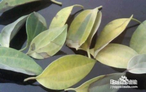 平安树叶子发黄掉落怎么办