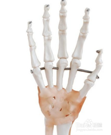 人体绘画中手的解剖结构-轻微课