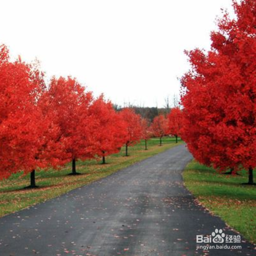 红枫树种子种植方法