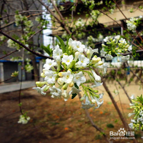 香荚蒾的养殖方法和注意事项