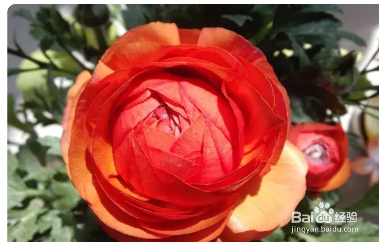 水养富贵竹叶子发黄怎么救冬季