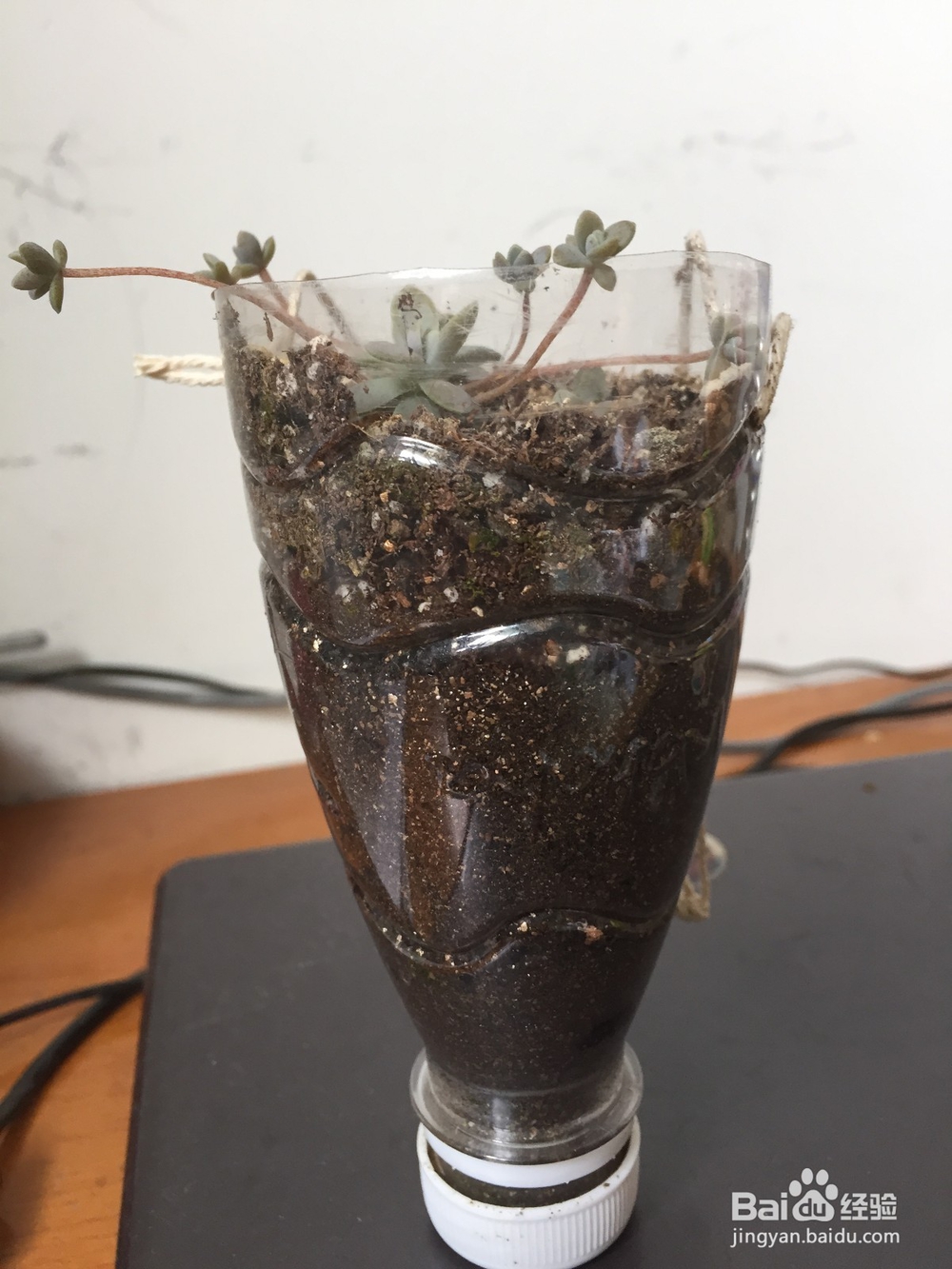 废旧塑料瓶变身小花盆