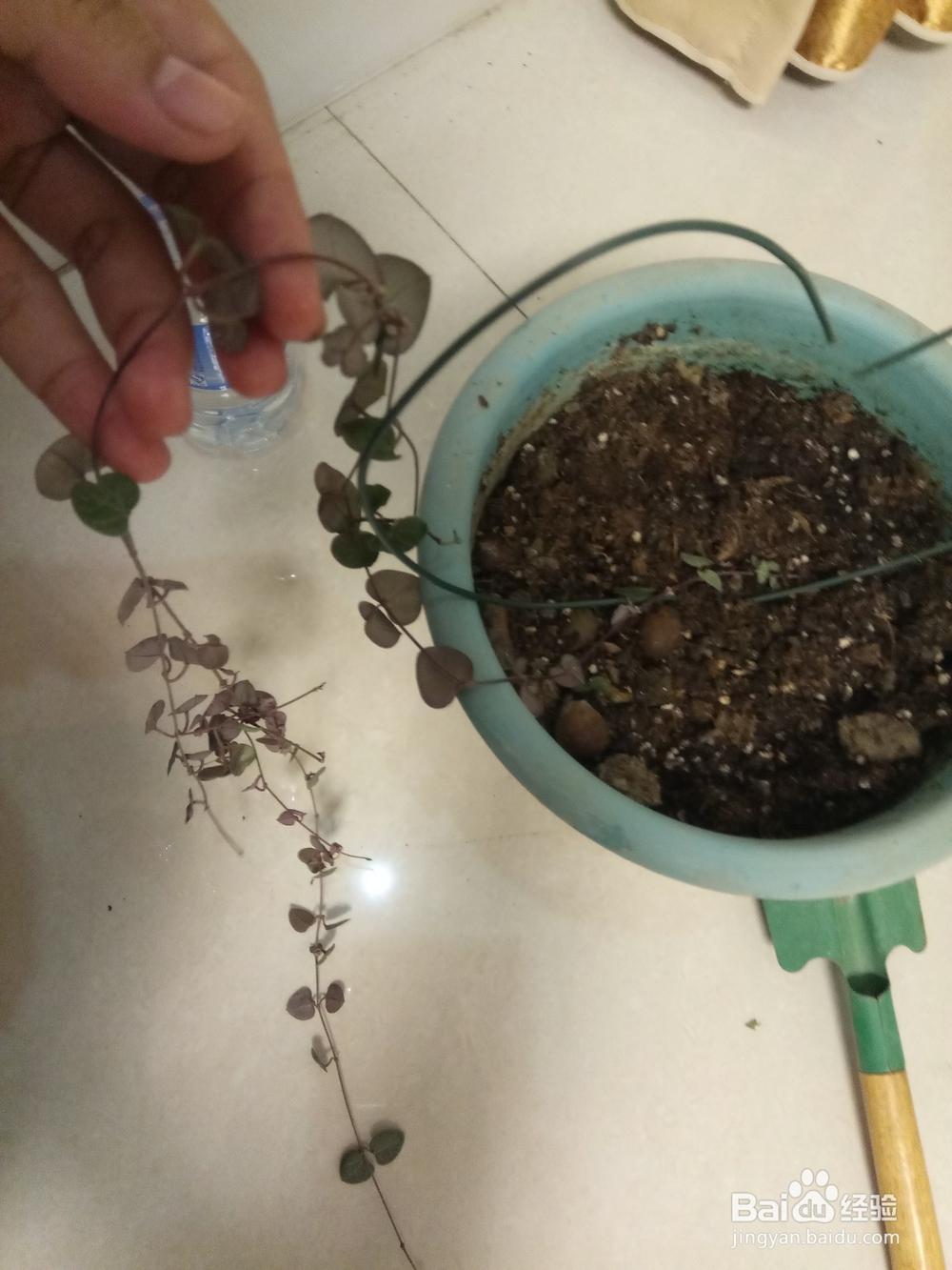 爱之蔓做成爱心盆栽的教程