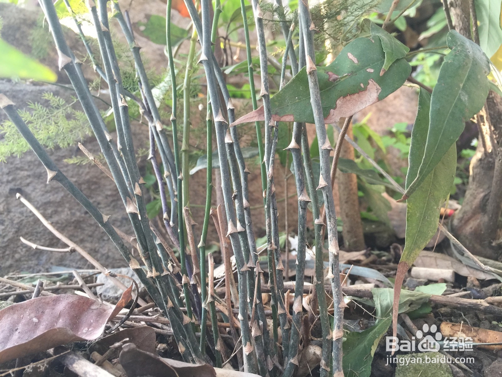 如何养好常见植物文竹