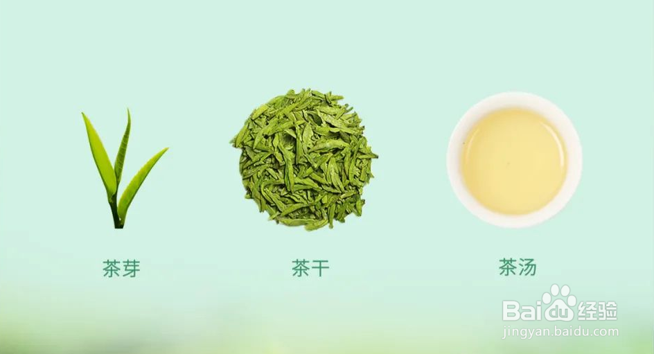 怎么挑选春茶？