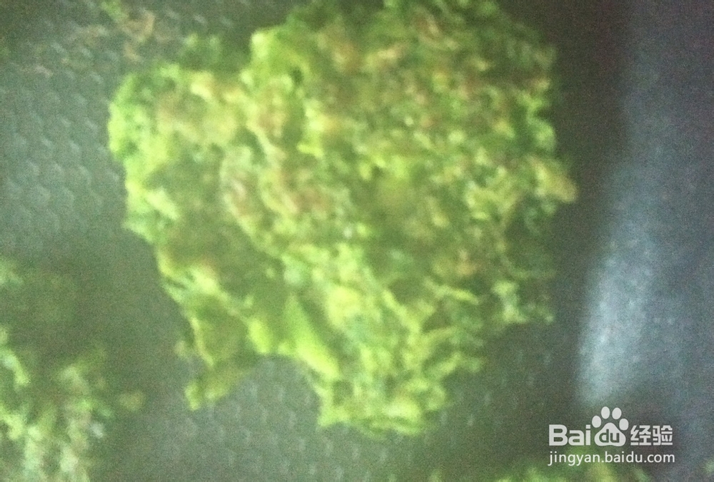 美味的青菜土豆饼