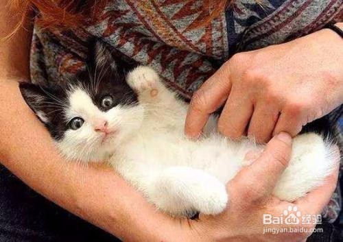 新手养猫要考虑哪些问题呢