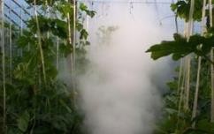 怎样防治番茄黄化曲化病毒病