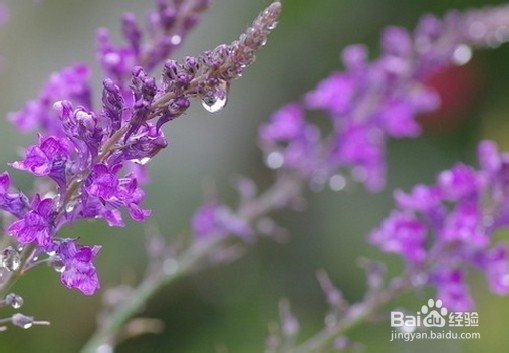 适合四月底五月初的盆栽的植物有哪些？