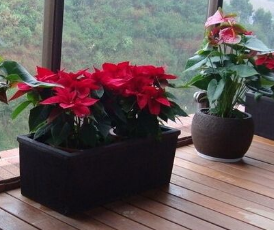 养花技巧有哪些？