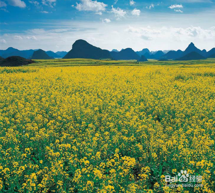 教你在罗平油菜花旅行如何选景拍照 系列5