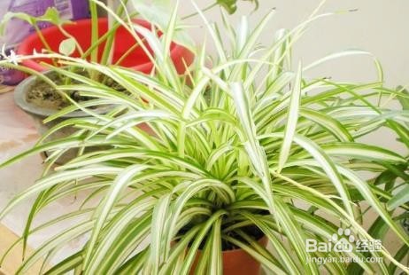 怎样去除装修后的异味