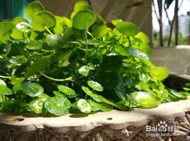 室外铜钱草怎么过冬