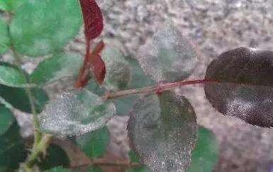 阳台月季室内月季怎么养才能开花