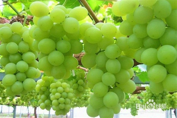 葡萄种植的方法？