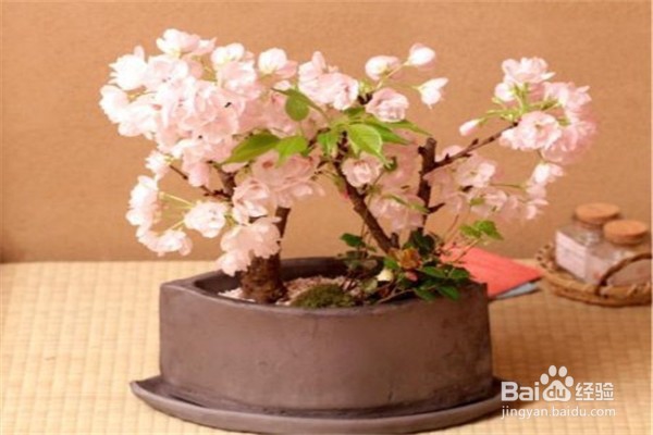 樱花应该怎么养