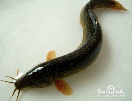 与螃蟹相克的食物