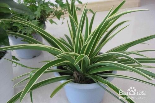 净化室内空气的几种植物分享