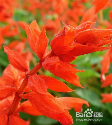 怎么养护草本植物一串红