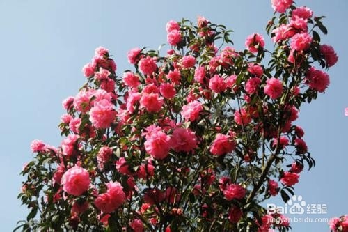 山茶花的养殖方法和注意事项