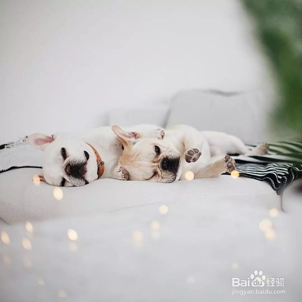 猫狗多大年龄可以打疫苗?