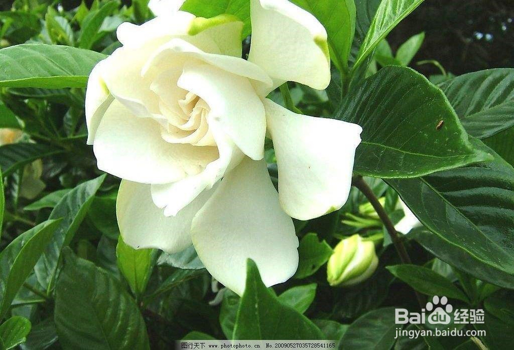 北方如何让桅子花多开花
