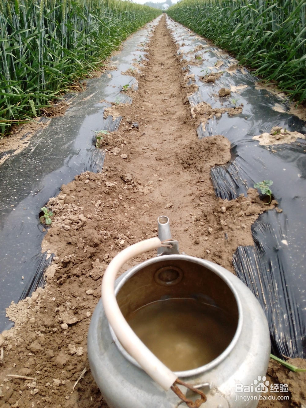 如何栽种西瓜苗