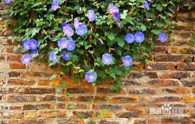 让牵牛花长好的方法